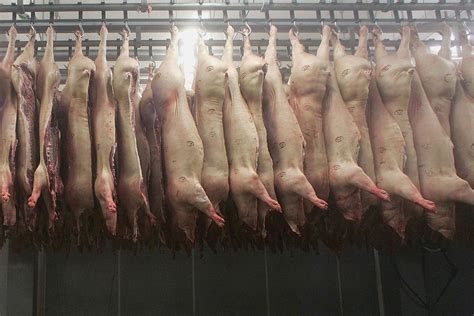 how are animals slaughtered in factory farms